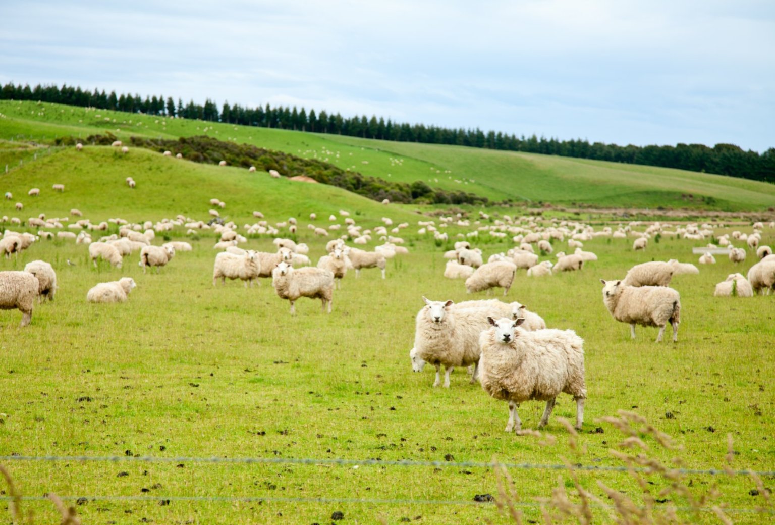 Buoyant New Zealand sheep and beef market