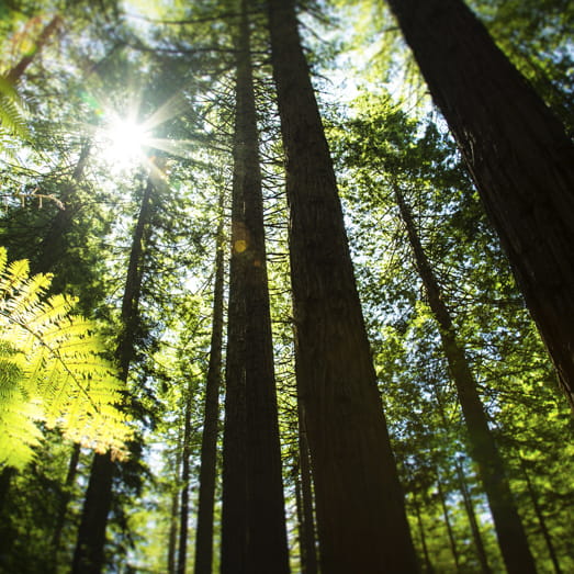 Forestry transaction services