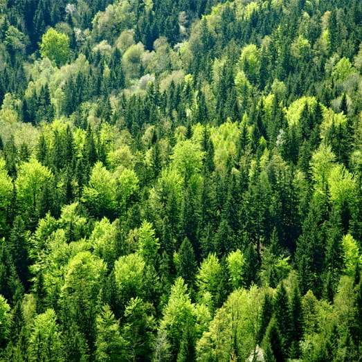 Forestry property services