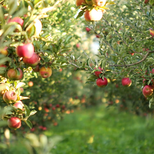 horticulture property services