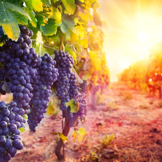 viticulture market update