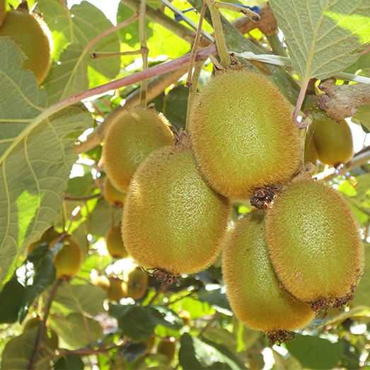 horticulture property services