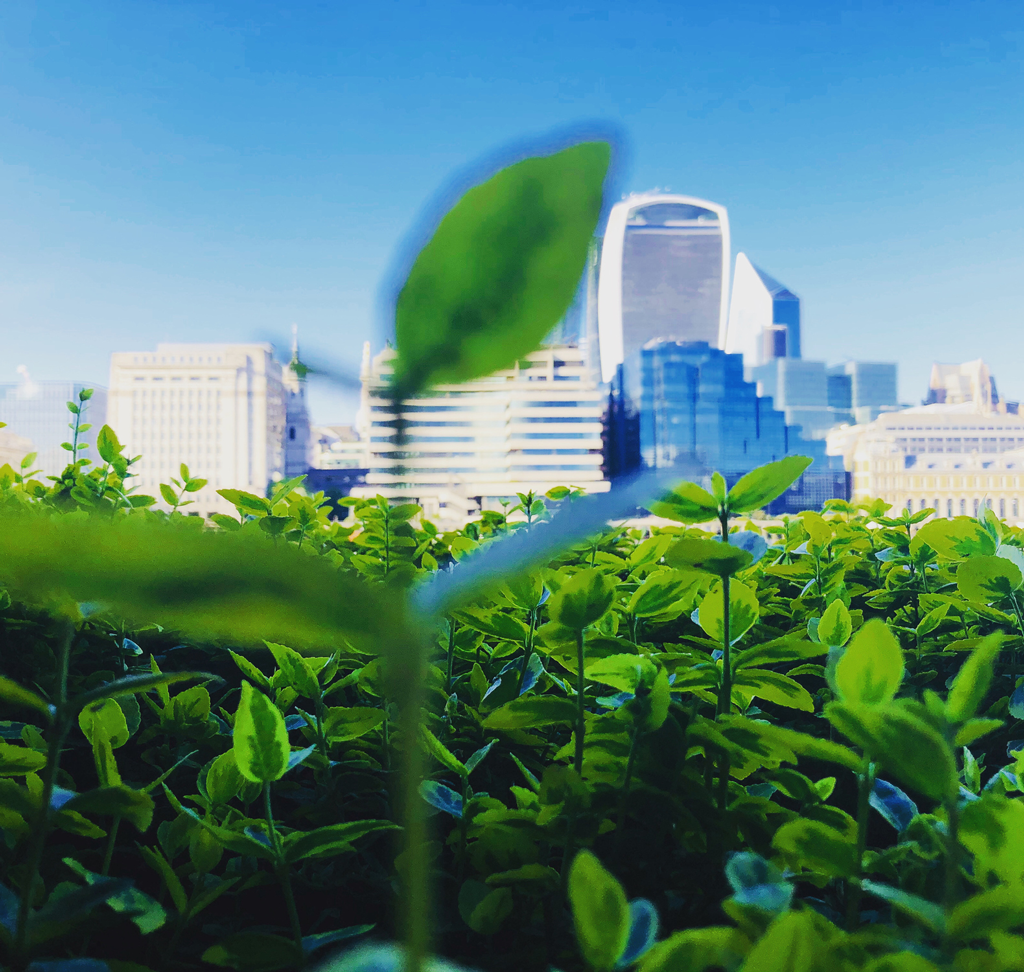 SustainabilityDashboardThumbnail